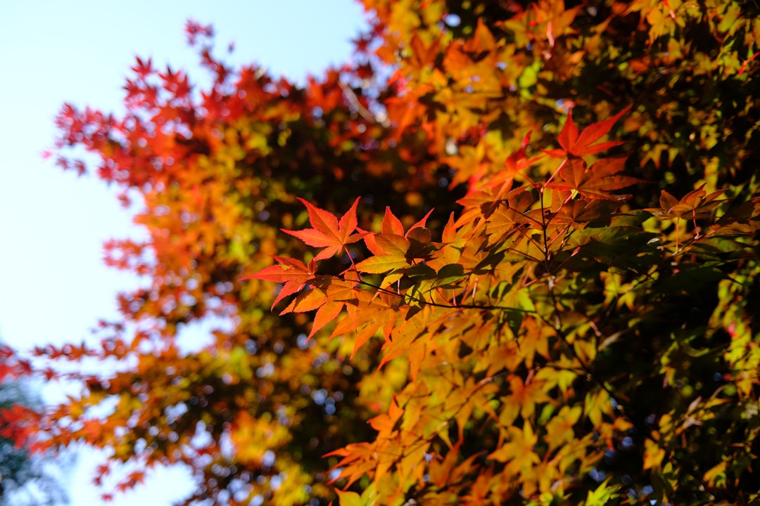 Photo fall trendy colors