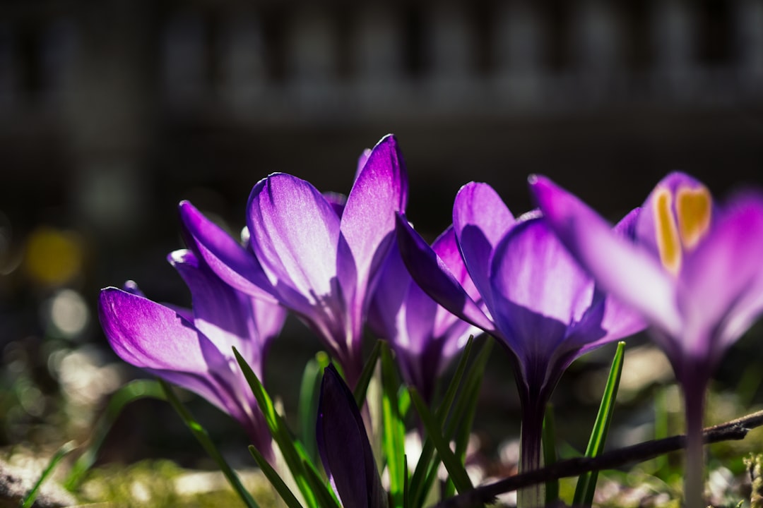Photo purple color